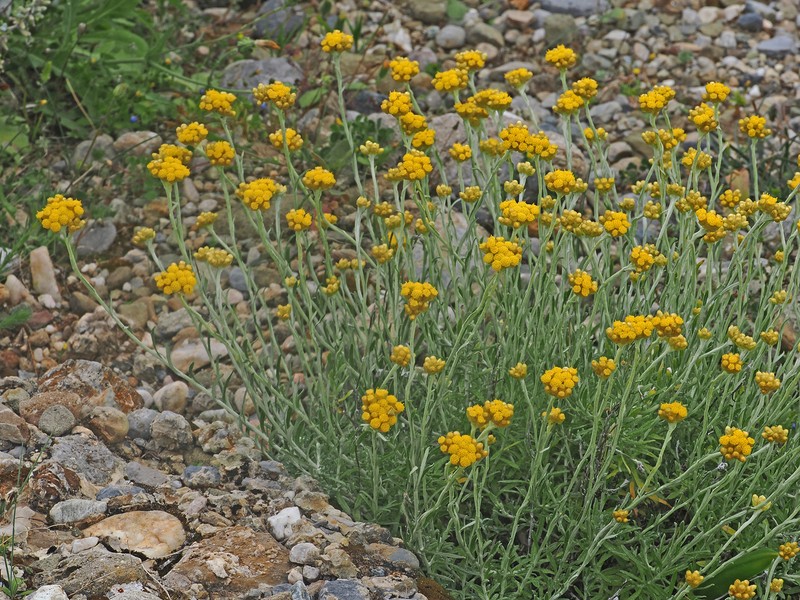Helichrysum stoechas subsp. barrelieri photo 4