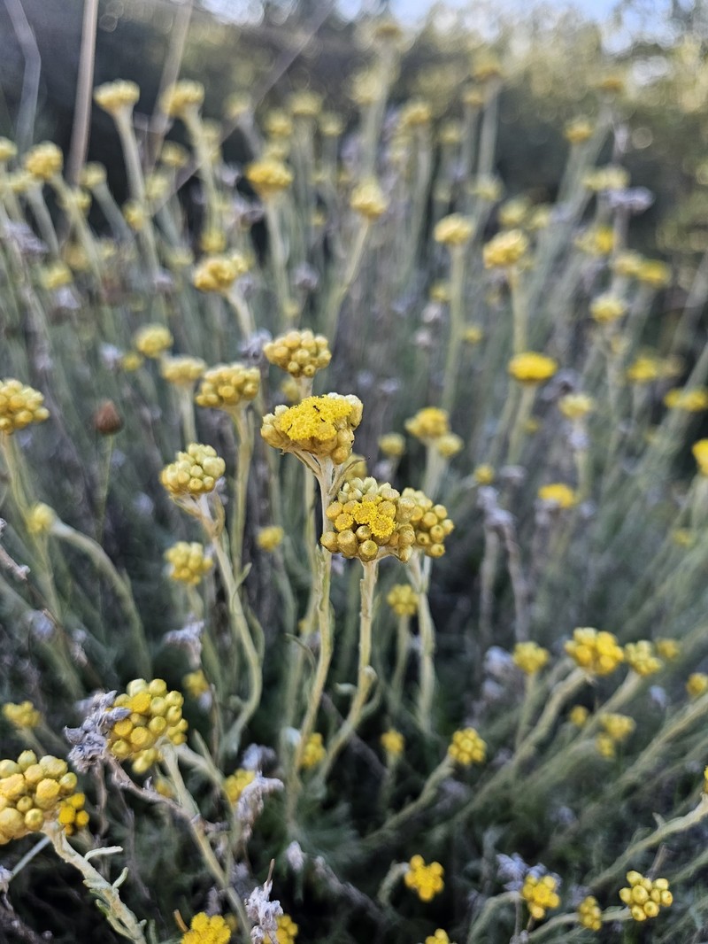 Helichrysum stoechas subsp. barrelieri photo 5