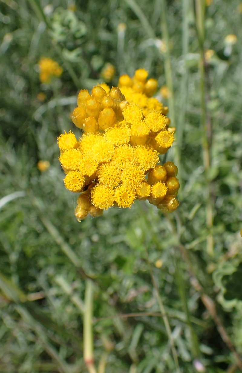 Helichrysum stoechas subsp. barrelieri photo 6