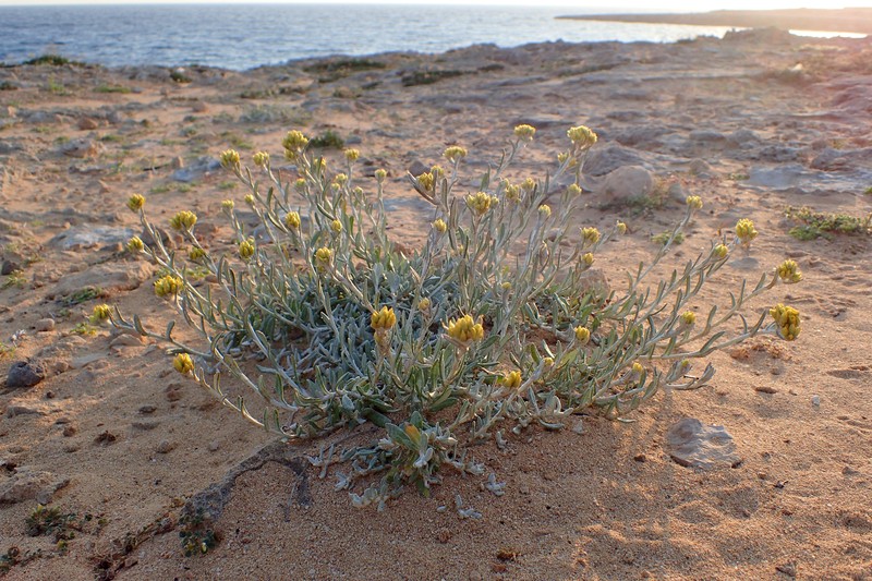 Helichrysum stoechas subsp. barrelieri photo 7