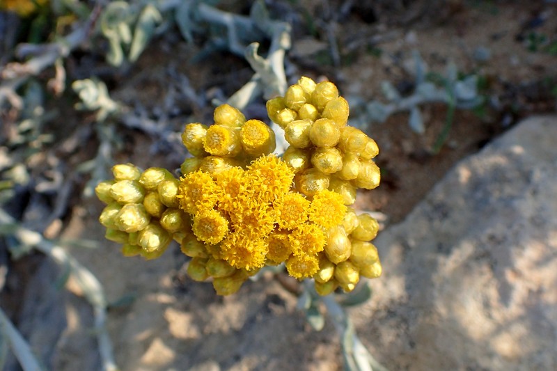 Helichrysum stoechas subsp. barrelieri photo 8