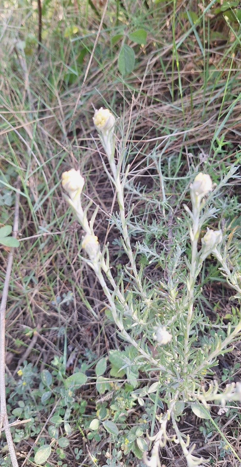 Helichrysum stoechas subsp. stoechas photo 2