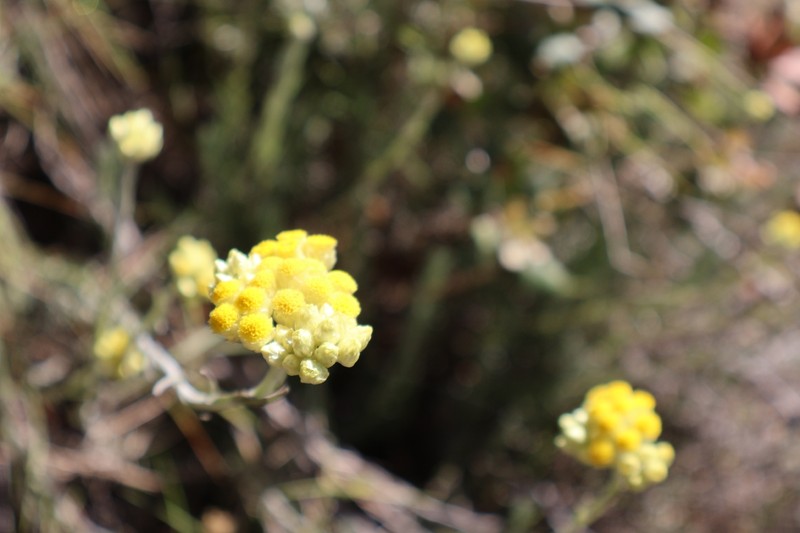 Helichrysum stoechas subsp. stoechas photo 3