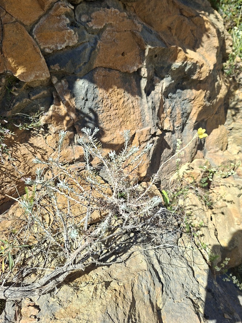 Helichrysum stoechas subsp. stoechas photo 4
