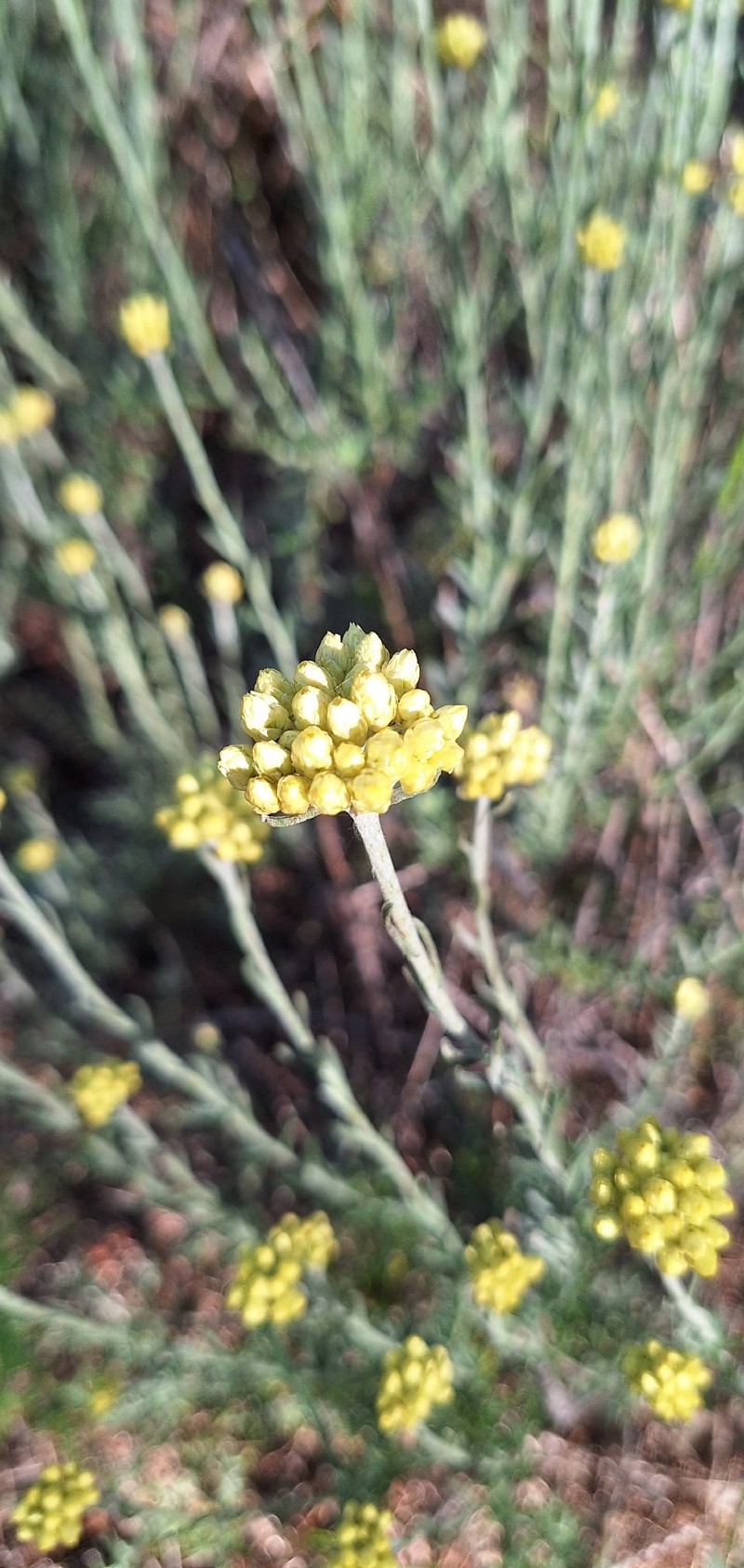 Helichrysum stoechas subsp. stoechas photo 5