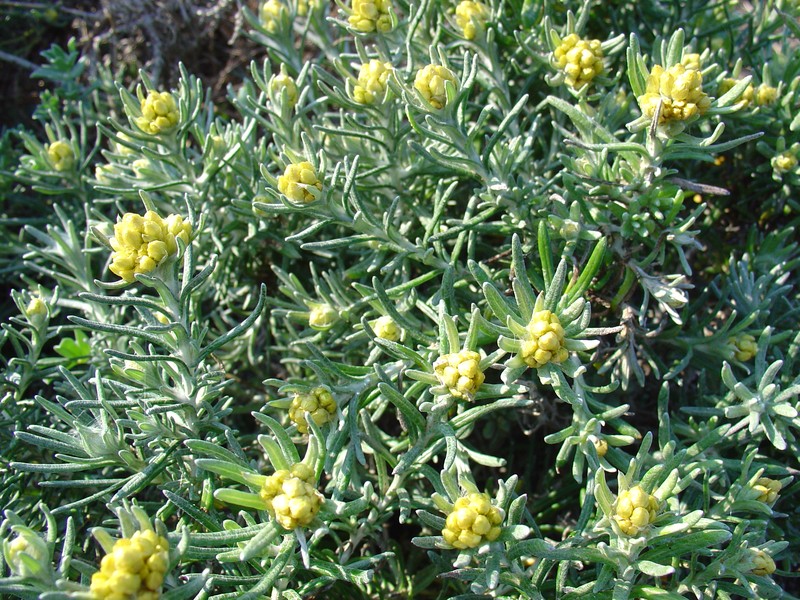 Helichrysum stoechas subsp. stoechas