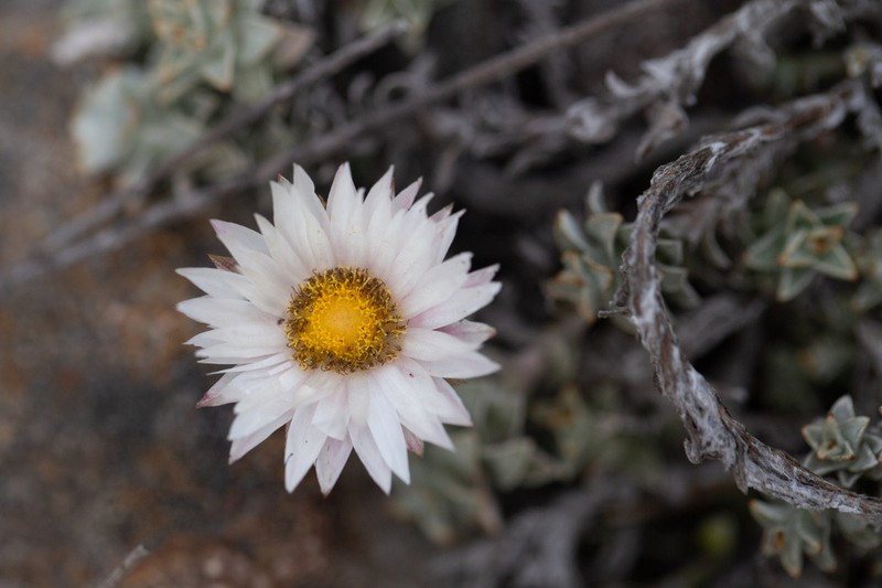 Helichrysum stoloniferum photo 2