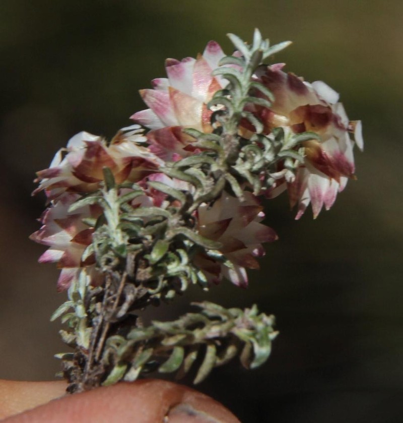 Helichrysum stoloniferum photo 3