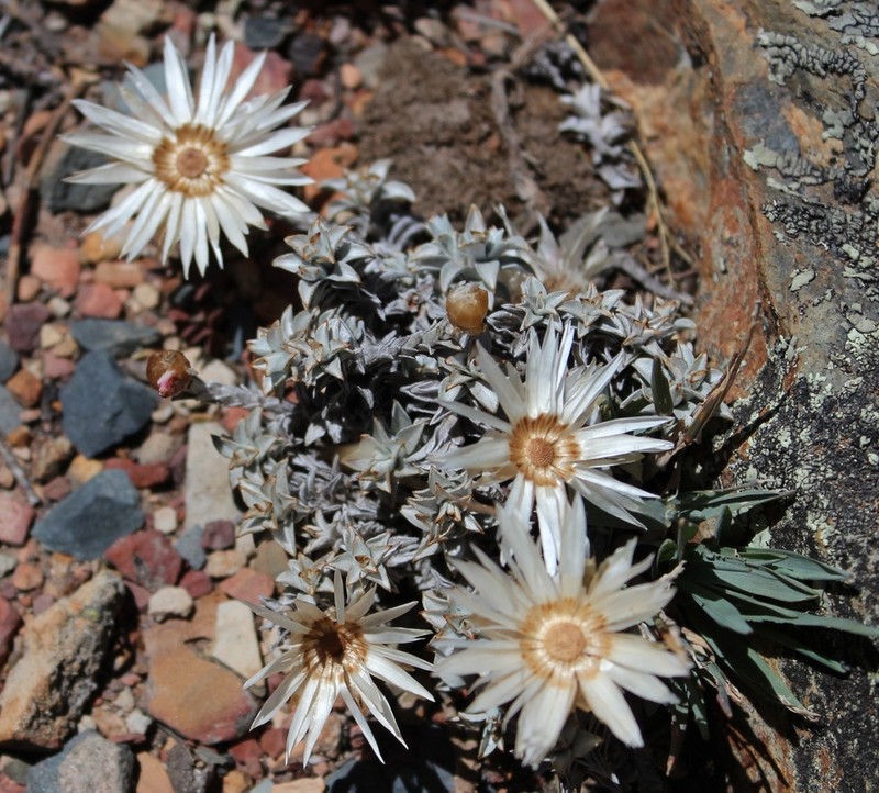 Helichrysum stoloniferum photo 4