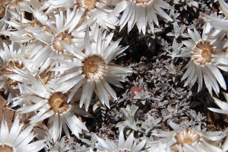Helichrysum stoloniferum photo 5
