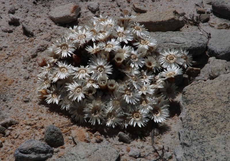 Helichrysum stoloniferum photo 6