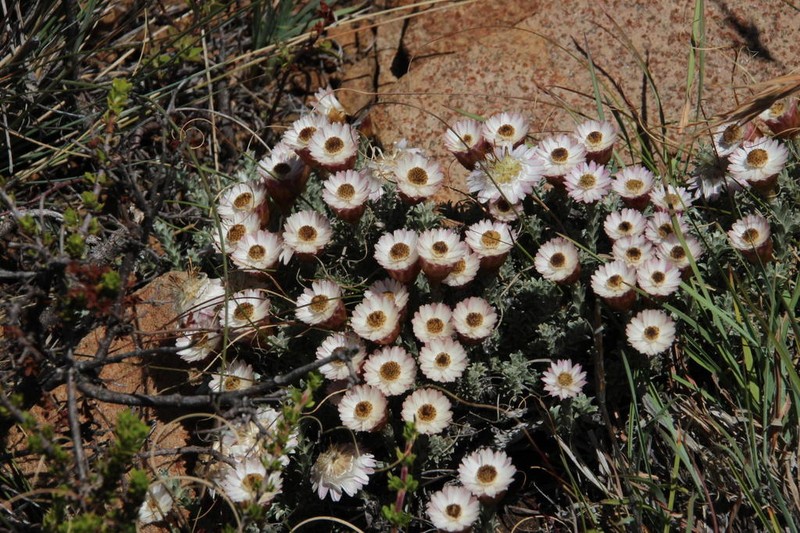 Helichrysum stoloniferum photo 7