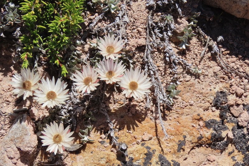 Helichrysum stoloniferum photo 8