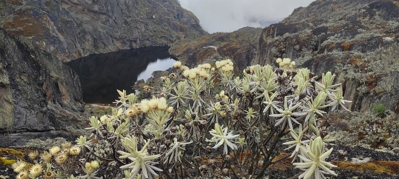 Helichrysum stuhlmannii