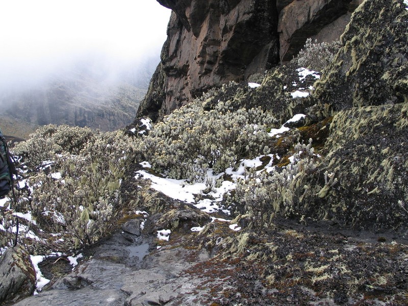 Helichrysum stuhlmannii photo 2