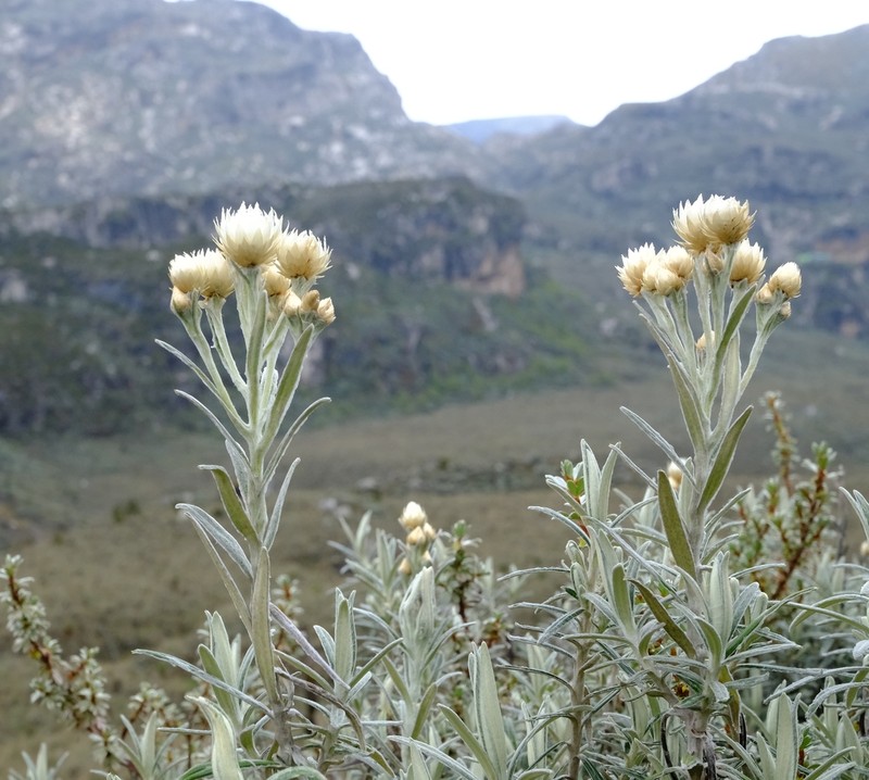 Helichrysum stuhlmannii photo 3