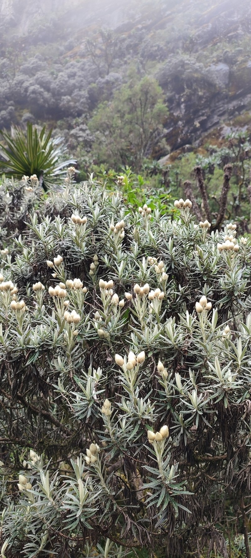 Helichrysum stuhlmannii photo 4