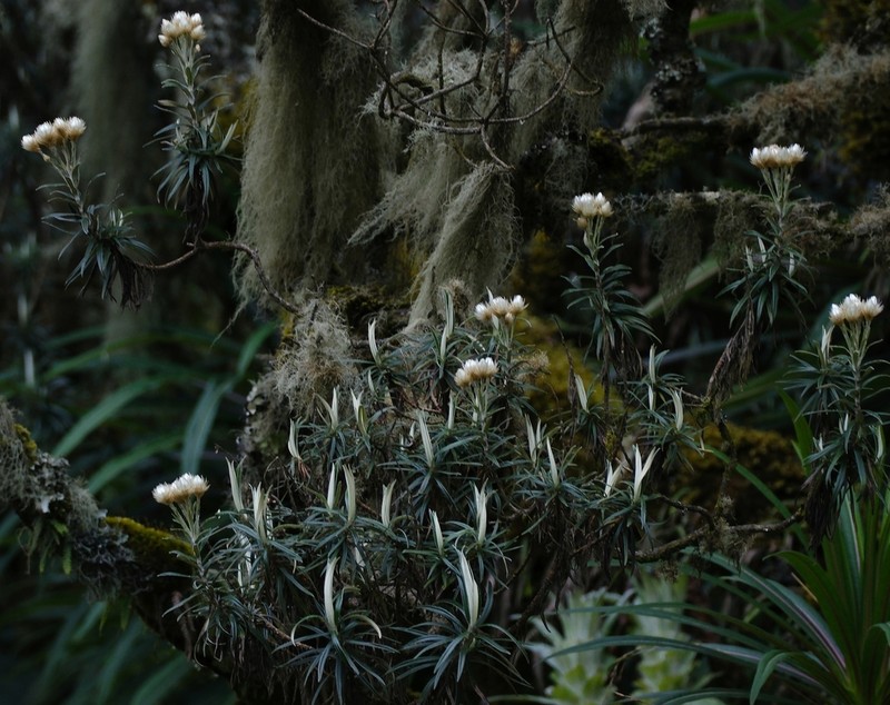 Helichrysum stuhlmannii photo 5