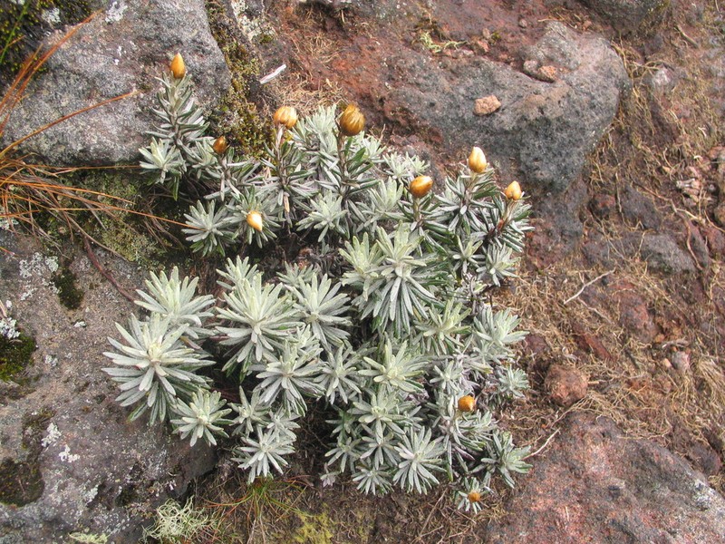 Helichrysum stuhlmannii photo 6