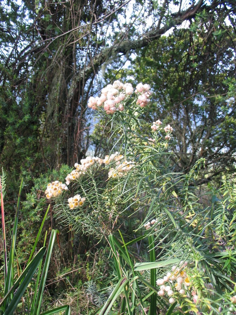 Helichrysum stuhlmannii photo 7