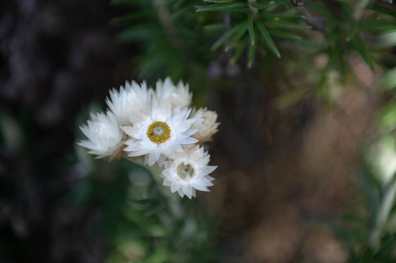 Helichrysum stuhlmannii photo 8