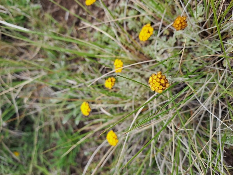 Helichrysum subfalcatum