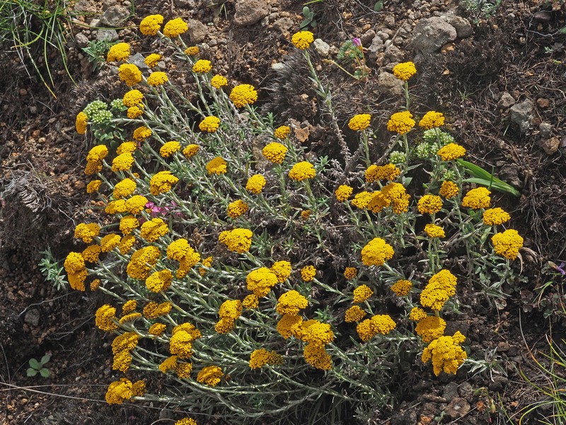Helichrysum subfalcatum photo 2