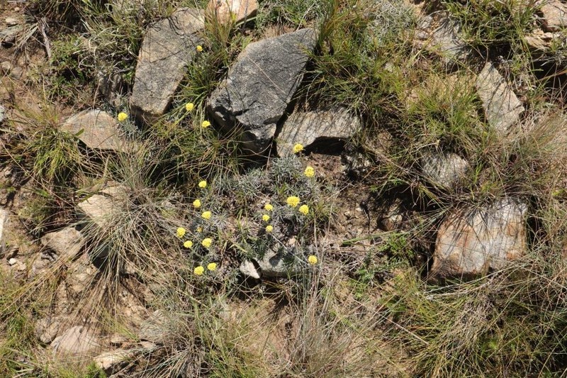 Helichrysum subfalcatum photo 3