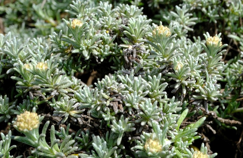 Helichrysum subfalcatum photo 4