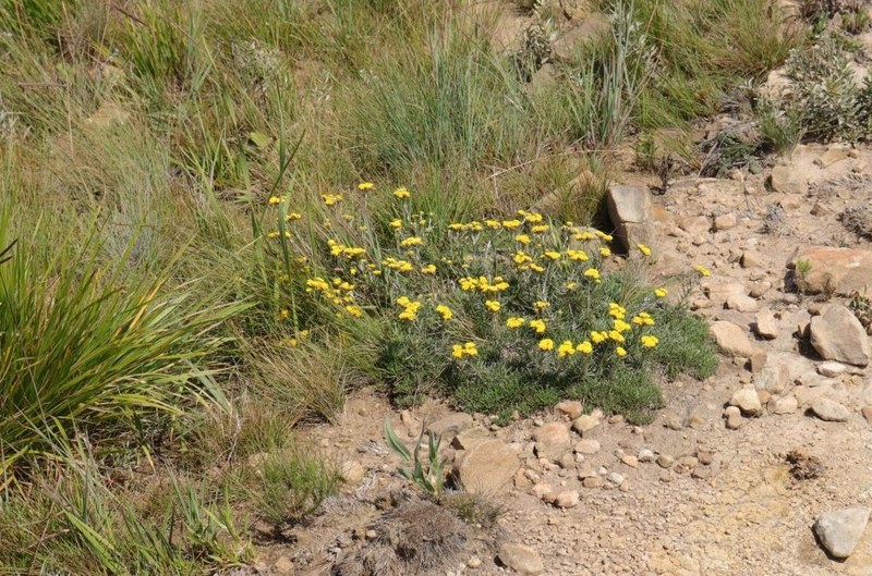 Helichrysum subfalcatum photo 5