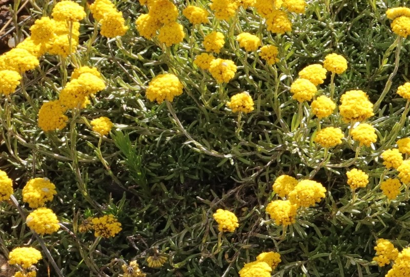 Helichrysum subfalcatum photo 6