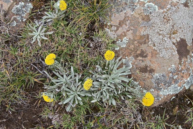 Helichrysum subglomeratum