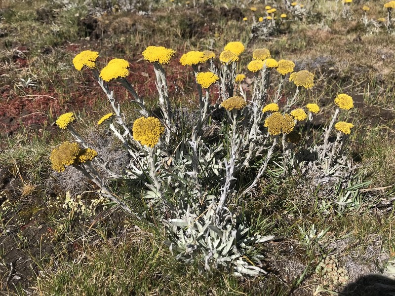 Helichrysum subglomeratum photo 2