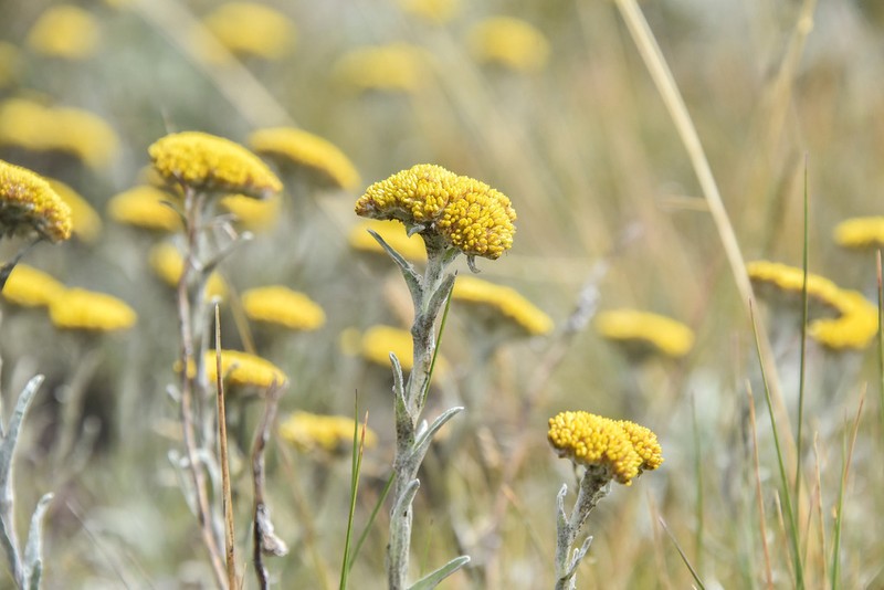 Helichrysum subglomeratum photo 3