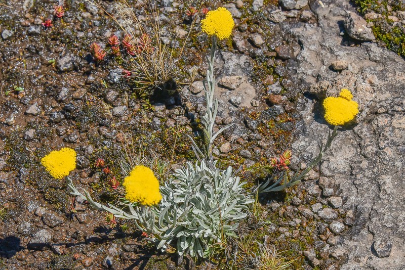 Helichrysum subglomeratum photo 4