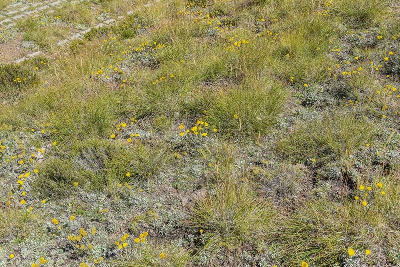 Helichrysum subglomeratum photo 5