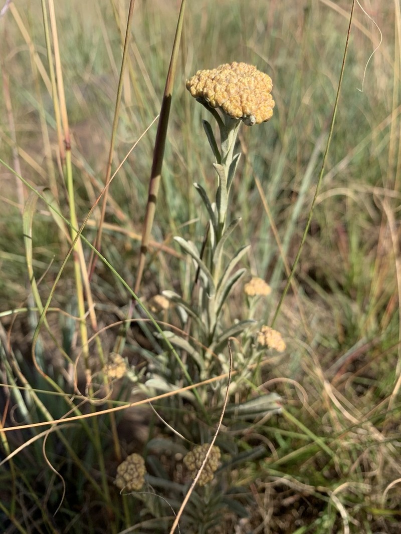 Helichrysum subglomeratum photo 6