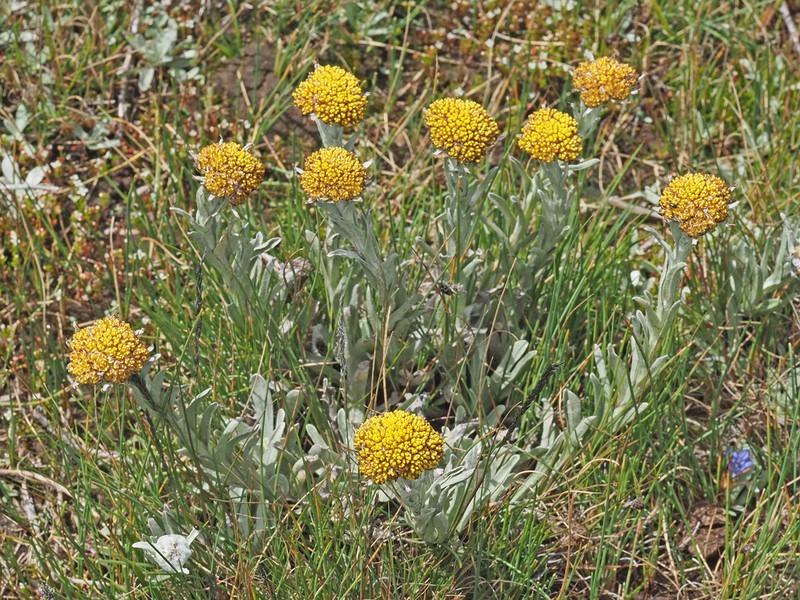 Helichrysum subglomeratum photo 7