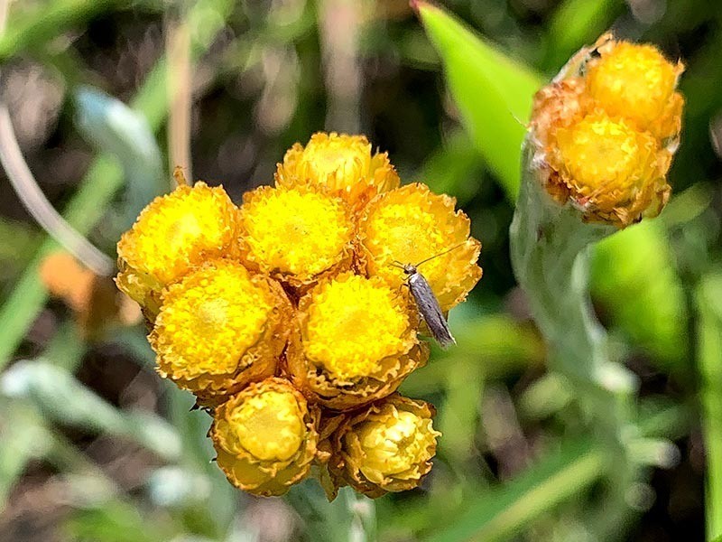 Helichrysum subluteum photo 2