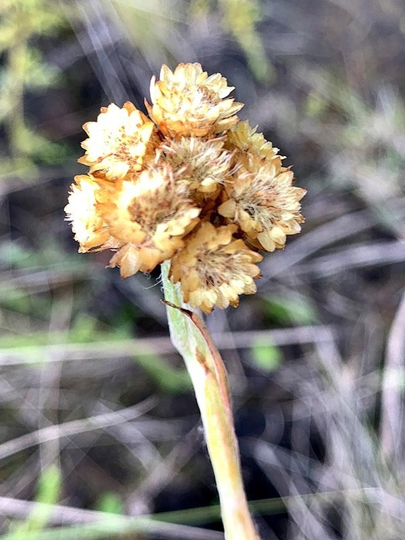 Helichrysum subluteum photo 3