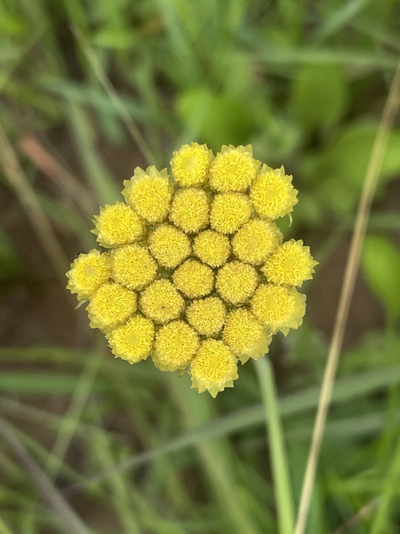 Helichrysum subluteum photo 4