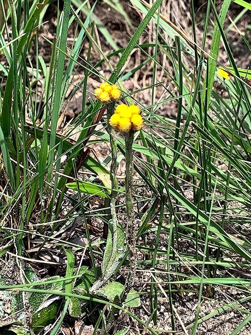 Helichrysum subluteum photo 5