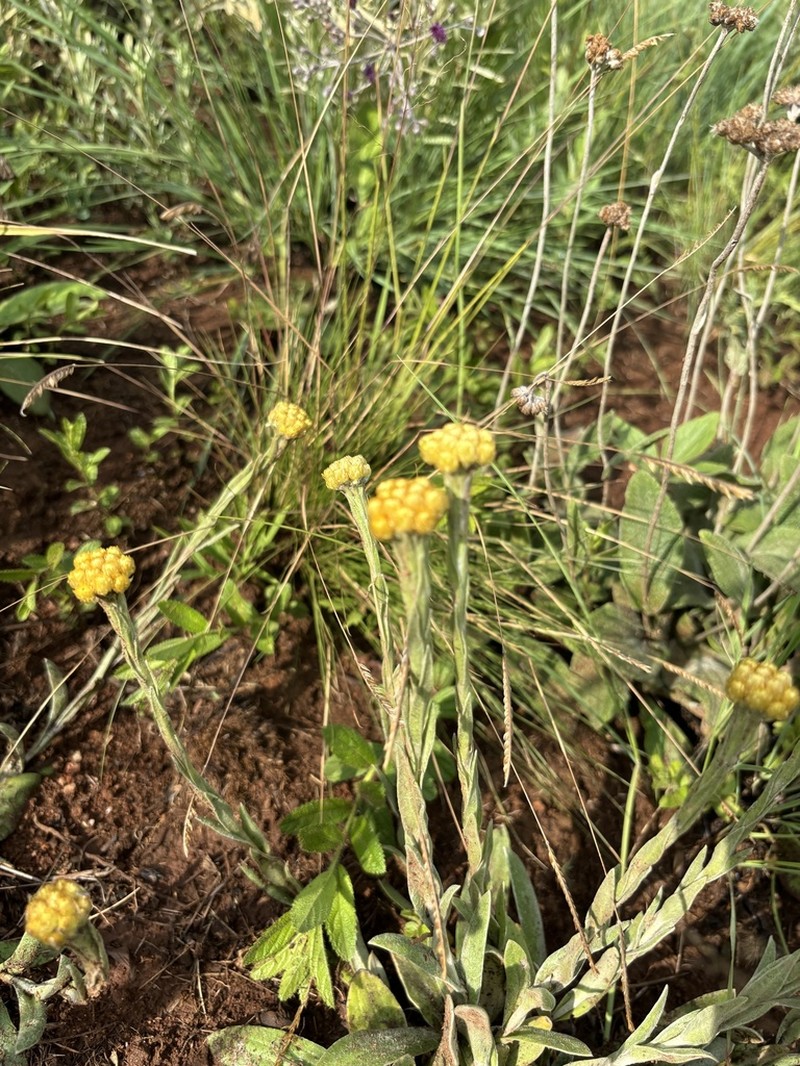 Helichrysum subluteum photo 6