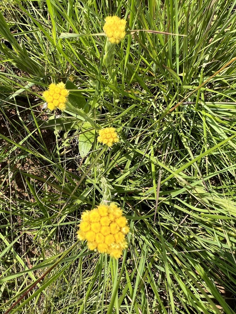 Helichrysum subluteum photo 7