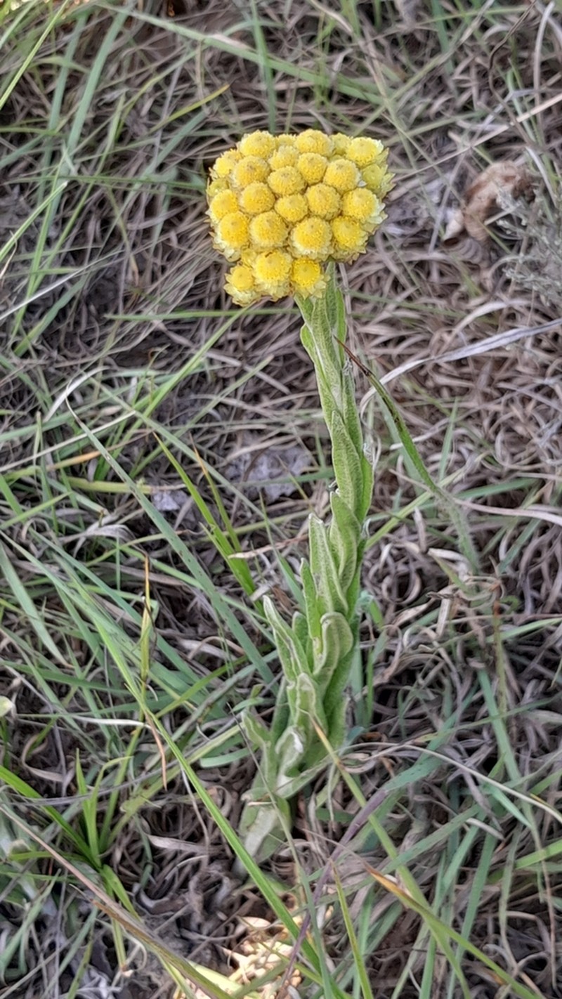 Helichrysum subluteum photo 8