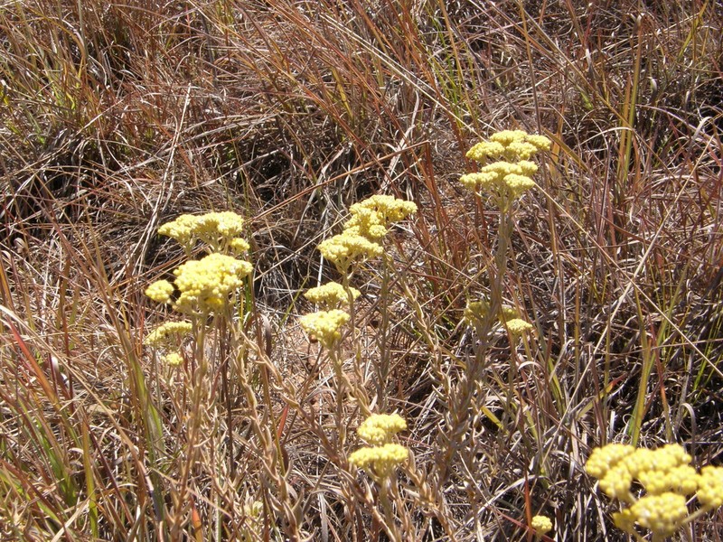 Helichrysum subumbellatum