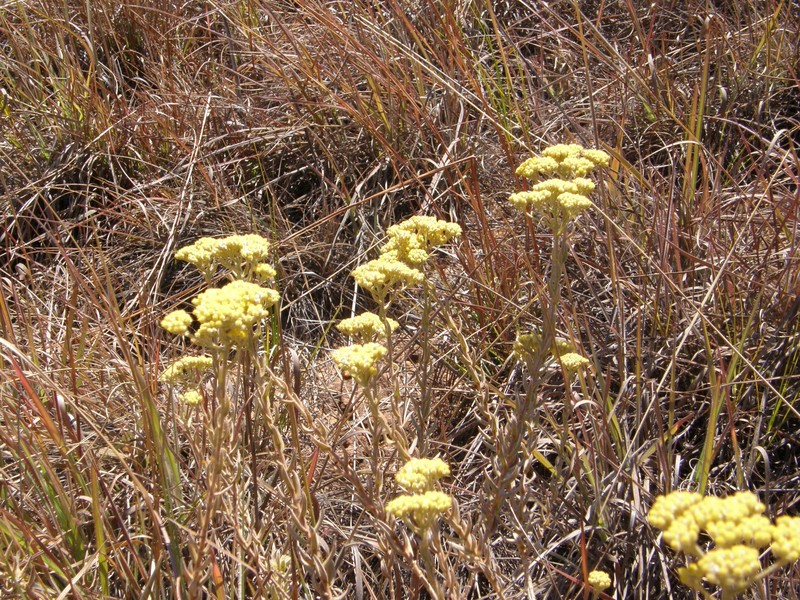 Helichrysum subumbellatum photo 2