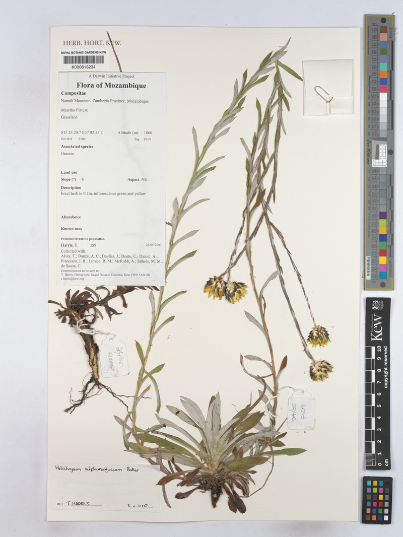 Helichrysum sulphureofuscum photo 2