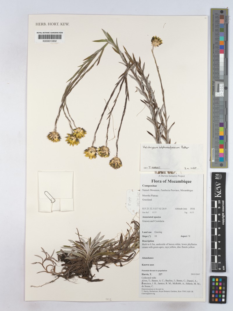 Helichrysum sulphureofuscum photo 3