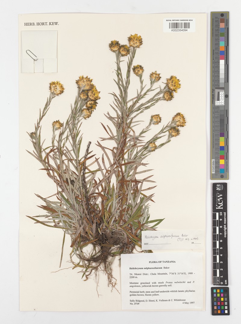 Helichrysum sulphureofuscum photo 4